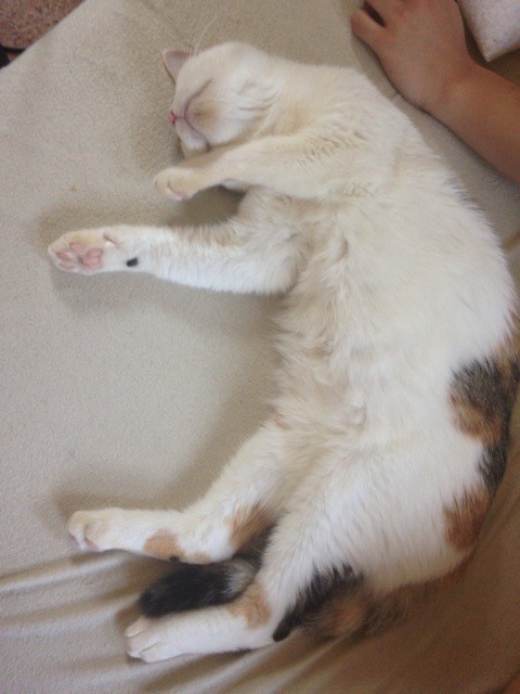 f:id:violet-cat:20140924011258j:plain f:id:violet-cat:20140924011258j:plain