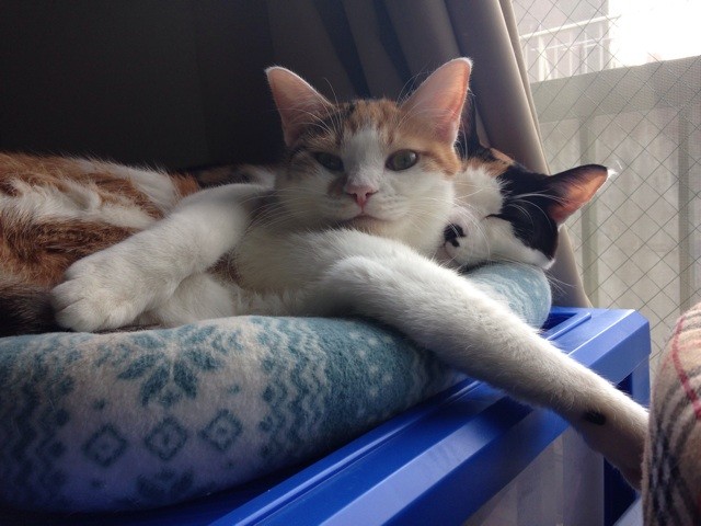 f:id:violet-cat:20140924011340j:plain f:id:violet-cat:20140924011340j:plain