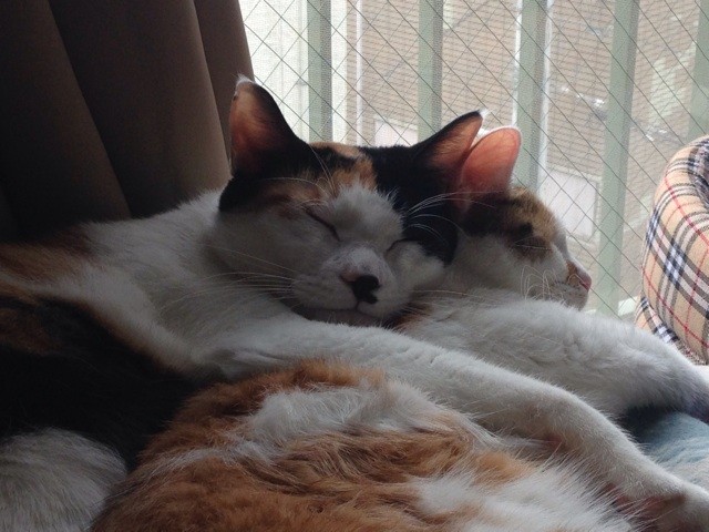 f:id:violet-cat:20140924011402j:plain f:id:violet-cat:20140924011402j:plain