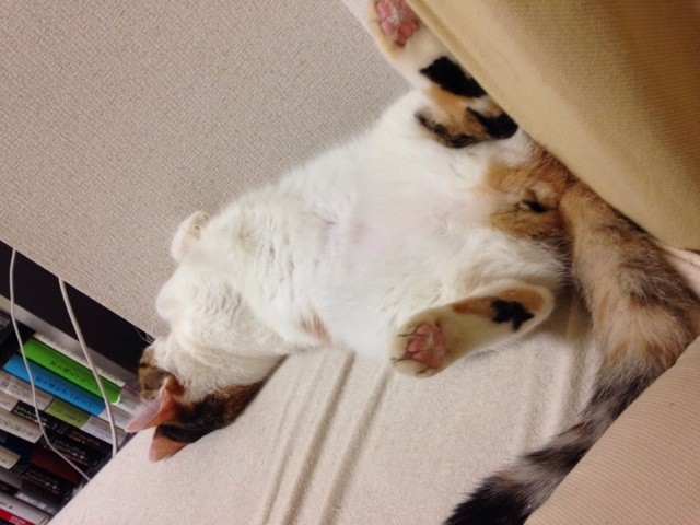 f:id:violet-cat:20141024213220j:plain f:id:violet-cat:20141024213220j:plain