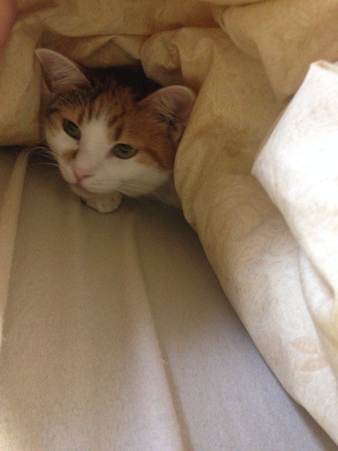 f:id:violet-cat:20141024213658j:plain f:id:violet-cat:20141024213658j:plain
