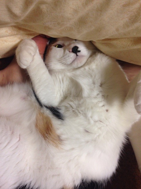 f:id:violet-cat:20141024213739j:plain f:id:violet-cat:20141024213739j:plain