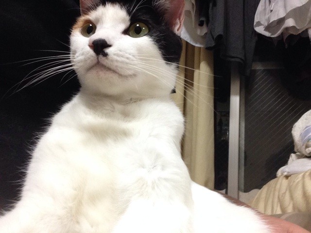 f:id:violet-cat:20141024213800j:plain f:id:violet-cat:20141024213800j:plain