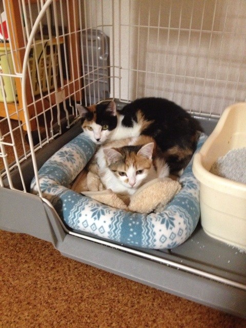 f:id:violet-cat:20141024214132j:plain f:id:violet-cat:20141024214132j:plain