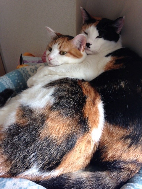 f:id:violet-cat:20141024214350j:plain f:id:violet-cat:20141024214350j:plain