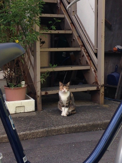 f:id:violet-cat:20141026080148j:plain f:id:violet-cat:20141026080148j:plain