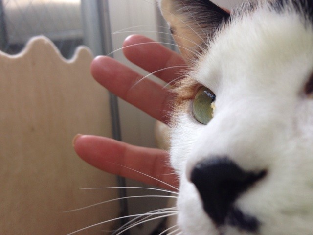 f:id:violet-cat:20141026082625j:plain f:id:violet-cat:20141026082625j:plain
