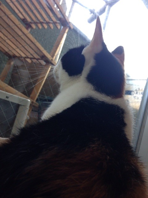 f:id:violet-cat:20141026082712j:plain f:id:violet-cat:20141026082712j:plain