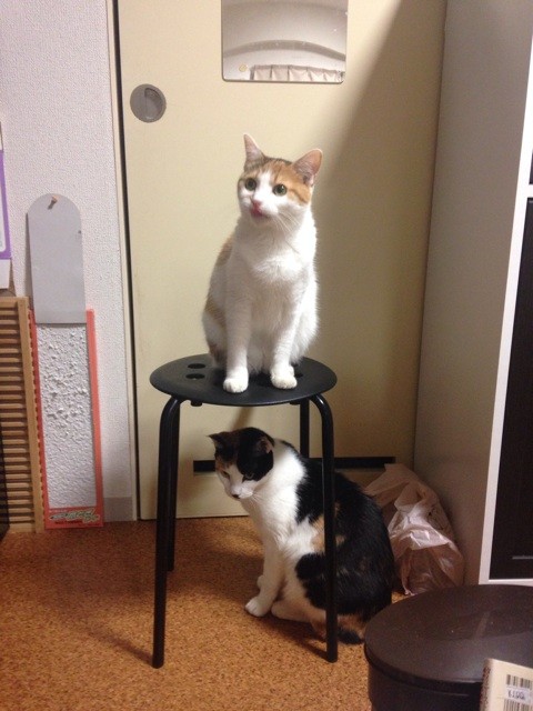 f:id:violet-cat:20141026083411j:plain f:id:violet-cat:20141026083411j:plain
