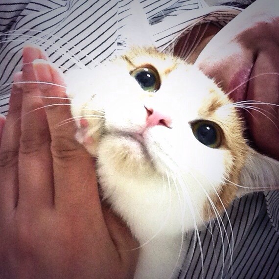 f:id:violet-cat:20141028160004j:plain f:id:violet-cat:20141028160004j:plain