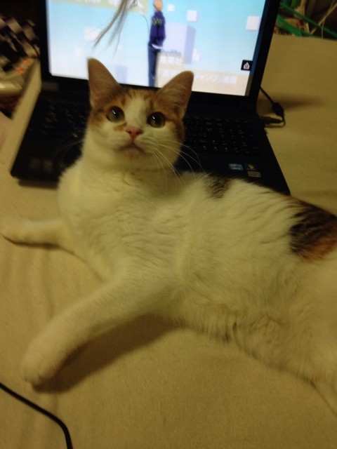 f:id:violet-cat:20141028160402j:plain f:id:violet-cat:20141028160402j:plain