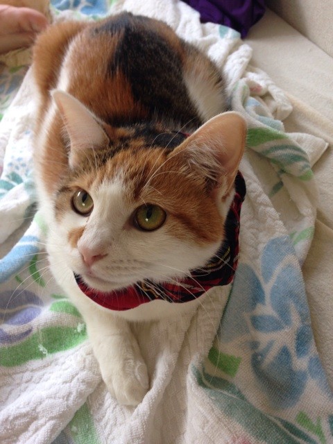 f:id:violet-cat:20141028160451j:plain f:id:violet-cat:20141028160451j:plain