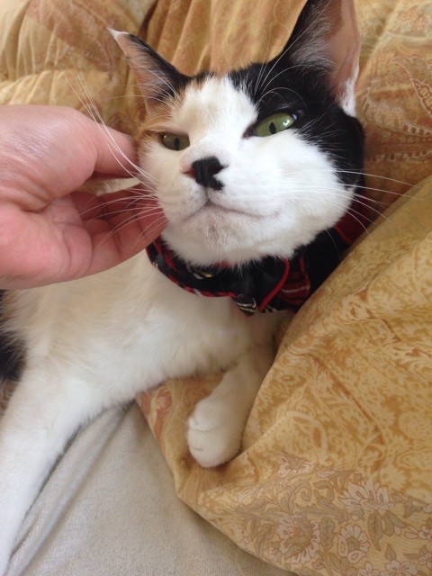 f:id:violet-cat:20141028160530j:plain f:id:violet-cat:20141028160530j:plain