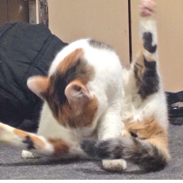 f:id:violet-cat:20141105232900j:plain f:id:violet-cat:20141105232900j:plain