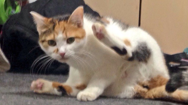 f:id:violet-cat:20141105233045j:plain f:id:violet-cat:20141105233045j:plain