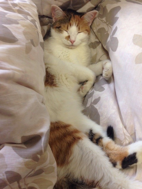 f:id:violet-cat:20141106104853j:plain f:id:violet-cat:20141106104853j:plain