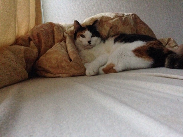 f:id:violet-cat:20141106104926j:plain f:id:violet-cat:20141106104926j:plain