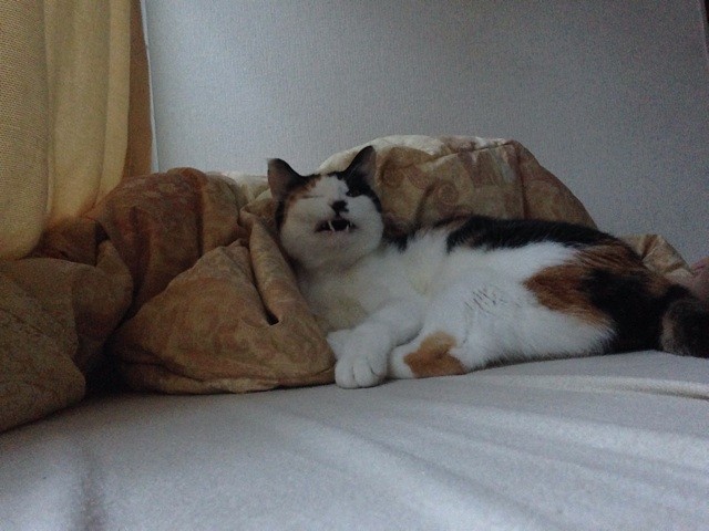 f:id:violet-cat:20141106104954j:plain f:id:violet-cat:20141106104954j:plain