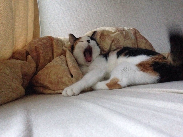 f:id:violet-cat:20141106105007j:plain f:id:violet-cat:20141106105007j:plain