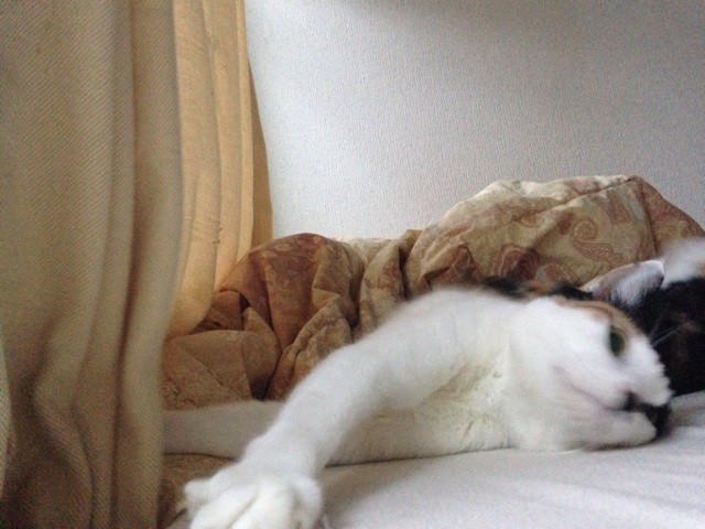 f:id:violet-cat:20141106105129j:plain f:id:violet-cat:20141106105129j:plain