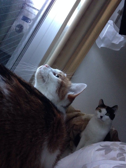 f:id:violet-cat:20141106105201j:plain f:id:violet-cat:20141106105201j:plain