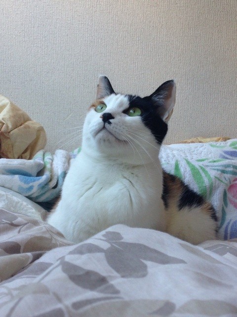 f:id:violet-cat:20141117073335j:plain f:id:violet-cat:20141117073335j:plain
