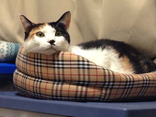 f:id:violet-cat:20141117074450j:plain f:id:violet-cat:20141117074450j:plain