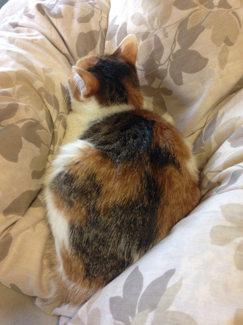 f:id:violet-cat:20141117075019j:plain f:id:violet-cat:20141117075019j:plain