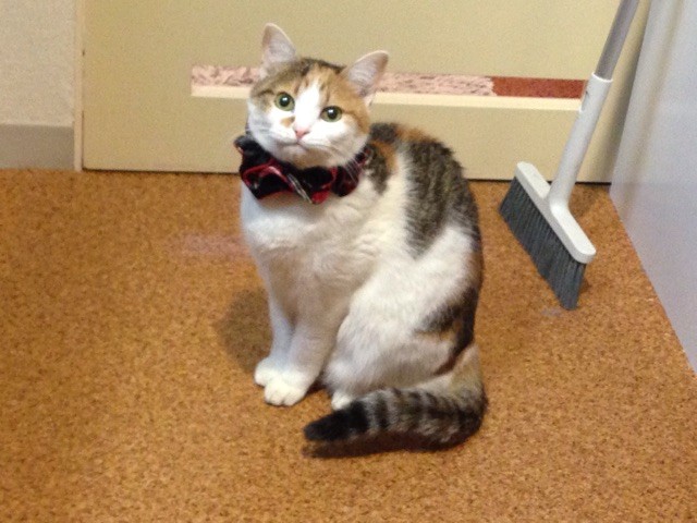 f:id:violet-cat:20141227083654j:plain f:id:violet-cat:20141227083654j:plain