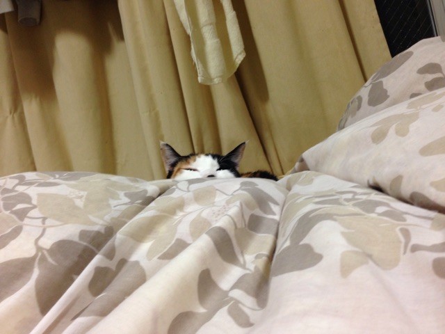 f:id:violet-cat:20141227084124j:plain f:id:violet-cat:20141227084124j:plain