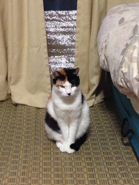 f:id:violet-cat:20141227084515j:plain f:id:violet-cat:20141227084515j:plain