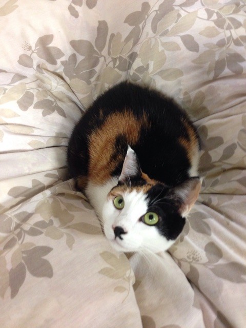 f:id:violet-cat:20150107172425j:plain f:id:violet-cat:20150107172425j:plain