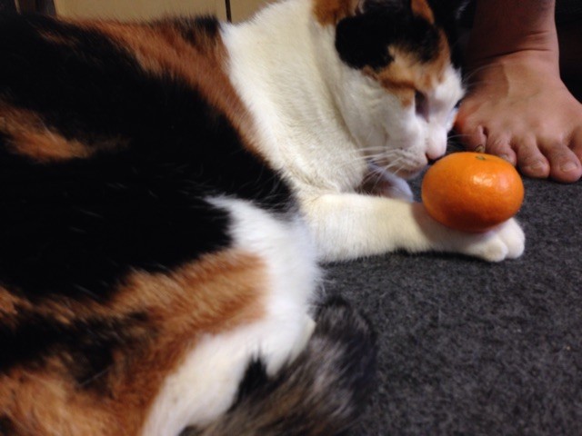 f:id:violet-cat:20150107172554j:plain f:id:violet-cat:20150107172554j:plain