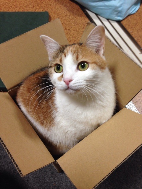 f:id:violet-cat:20150107172651j:plain f:id:violet-cat:20150107172651j:plain