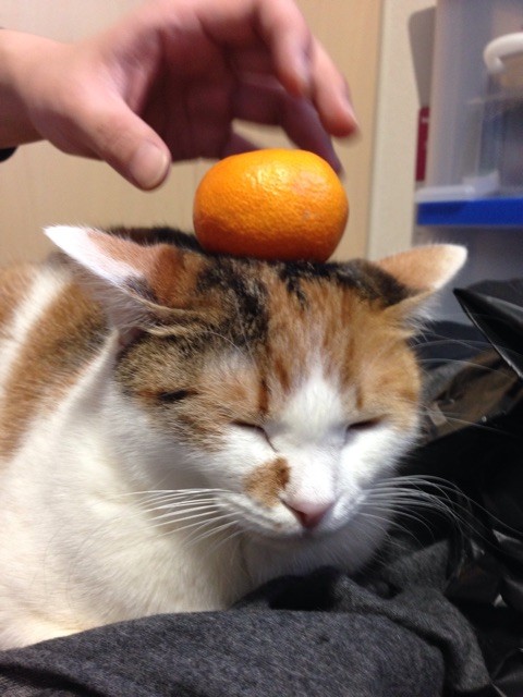 f:id:violet-cat:20150107172753j:plain f:id:violet-cat:20150107172753j:plain