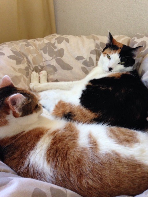 f:id:violet-cat:20150107172952j:plain f:id:violet-cat:20150107172952j:plain