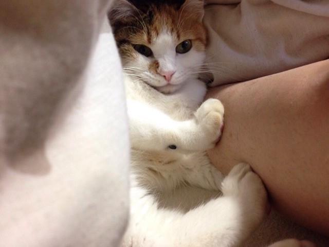 f:id:violet-cat:20150107173240j:plain f:id:violet-cat:20150107173240j:plain