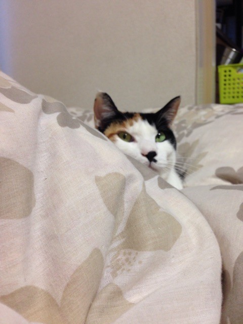 f:id:violet-cat:20150107173338j:plain f:id:violet-cat:20150107173338j:plain