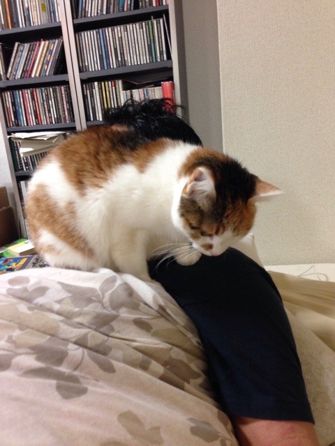 f:id:violet-cat:20150107173611j:plain f:id:violet-cat:20150107173611j:plain