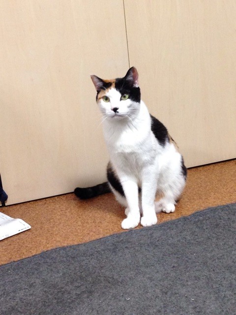 f:id:violet-cat:20150118002814j:plain f:id:violet-cat:20150118002814j:plain