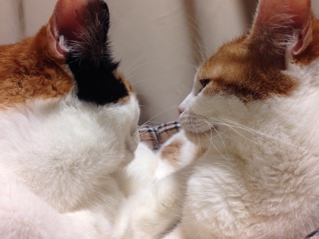 f:id:violet-cat:20150118003116j:plain f:id:violet-cat:20150118003116j:plain