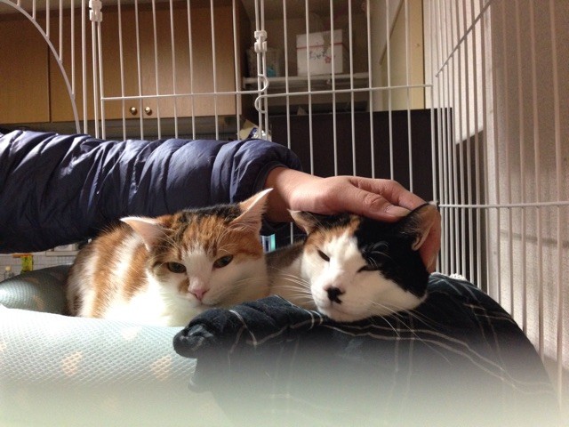 f:id:violet-cat:20150118003340j:plain f:id:violet-cat:20150118003340j:plain
