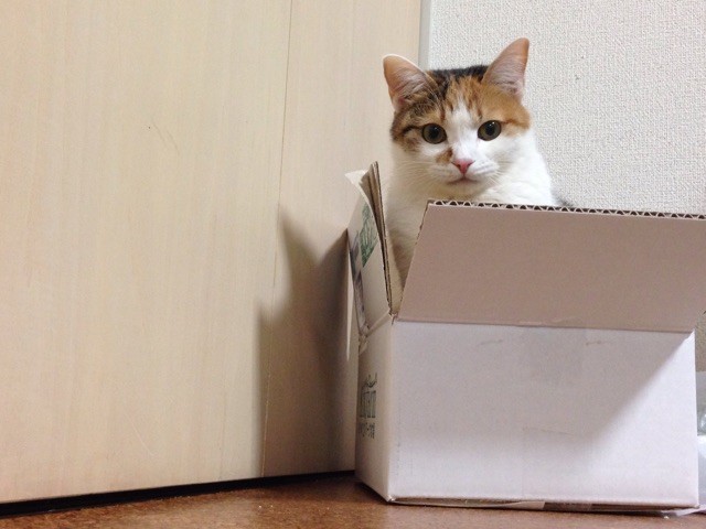 f:id:violet-cat:20150118003743j:plain f:id:violet-cat:20150118003743j:plain