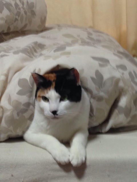 f:id:violet-cat:20150222172628j:plain f:id:violet-cat:20150222172628j:plain