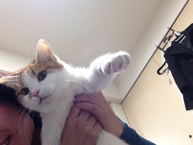f:id:violet-cat:20150222172716j:plain f:id:violet-cat:20150222172716j:plain