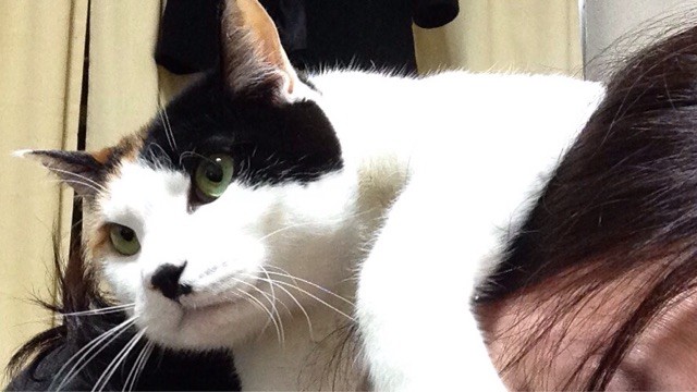 f:id:violet-cat:20150222172800j:plain f:id:violet-cat:20150222172800j:plain