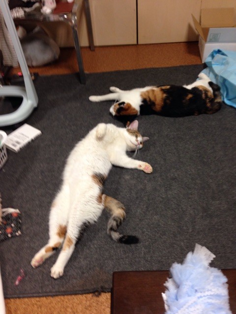 f:id:violet-cat:20150222173319j:plain f:id:violet-cat:20150222173319j:plain