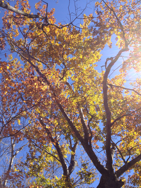 f:id:vivatrips:20131027220217j:plain f:id:vivatrips:20131027220217j:plain