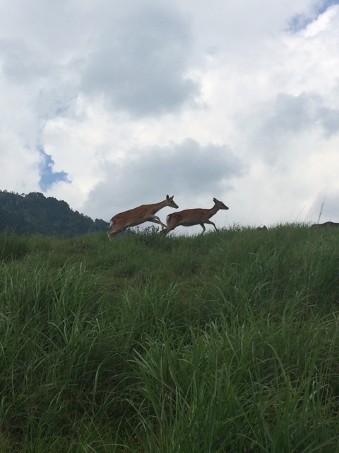 f:id:vivatrips:20140728194617j:plain f:id:vivatrips:20140728194617j:plain
