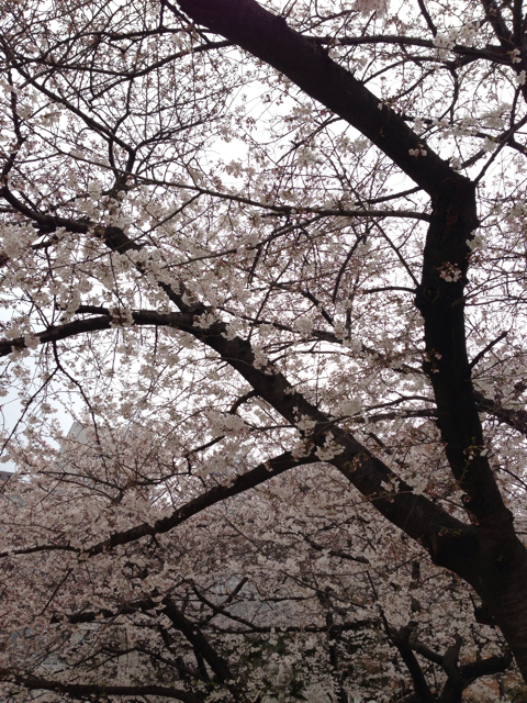 f:id:vivaviva2012:20130328122331j:plain f:id:vivaviva2012:20130328122331j:plain